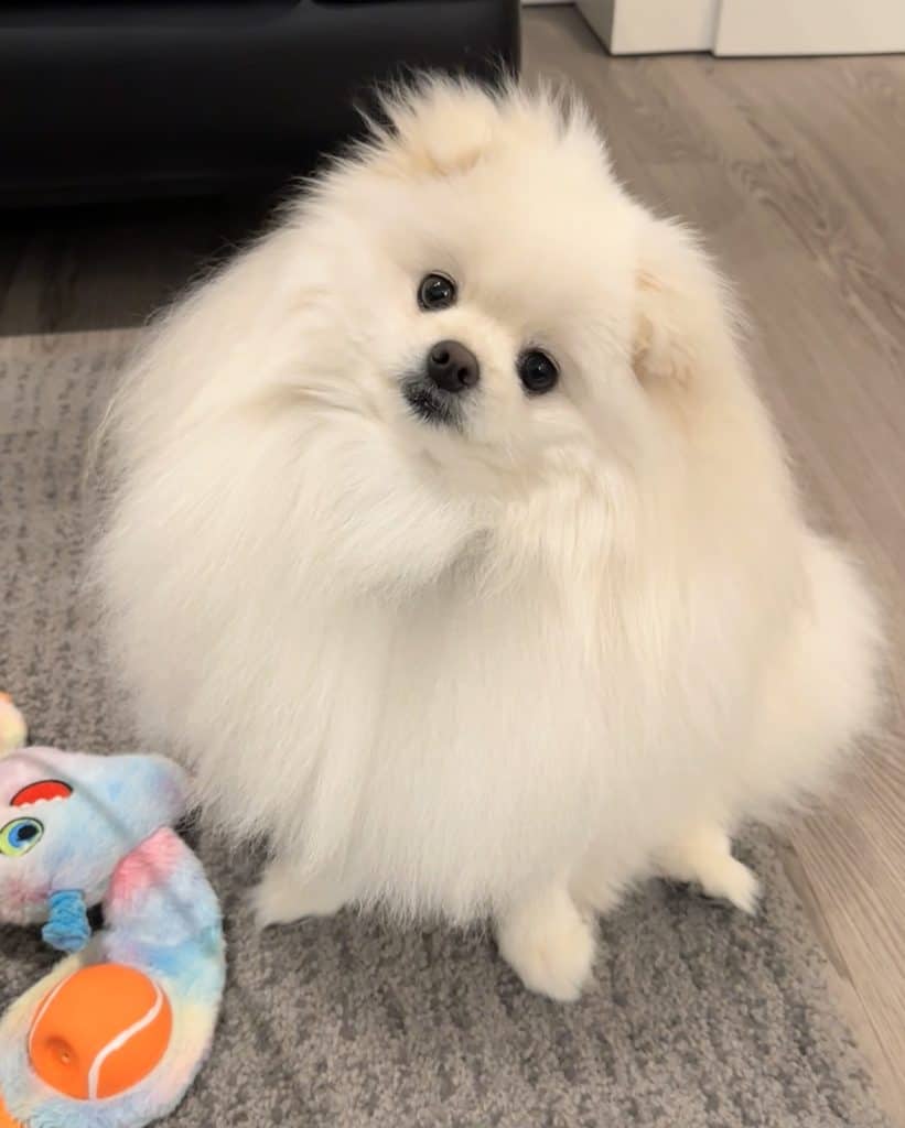 Sachi